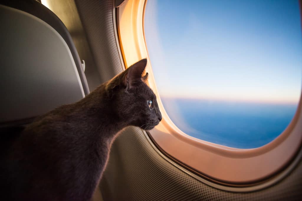 cat looking out window aircraft